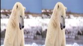 Polární medvědi   Polar Bears A Summer Odyssey 3D  2012 (1) 002 mkv