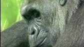 Na kus řeči se zvířaty (3) (SUPER dokument BBC-2009)-28min  avi