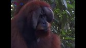 Cestománie 01   Indonesie sumatra neni kam spechat avi