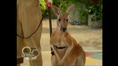 Austin a Ally S01E02 (Kangaroos & Chaos) avi