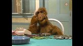 ALF S01E16   Pohranicna balada avi