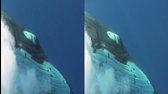 3D Delfíni a velryby CZ (by Zuzka01) avi