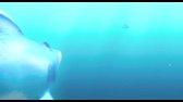 Žraloci-na-s(o)uši-CZ-dabing---Animovaný--Komedie -Malajsie -2011-(Filmy Site88 net) avi