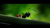 Minuscule Valley Of The Lost Ants 2014 HD 720p weleef mkv