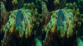 AMAZING OCEAN 3D mkv