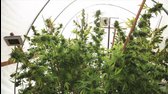 Jorge Cervantes  Medical Marijuana Outdoor Gardens Tour   10lb   MEGA Plants!!   YouTube 0 mp4