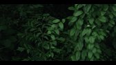 Canopy 2013 BRRip XviD AC3 EVO avi