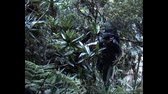K2 , Amazonia Vertical avi