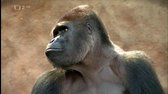 Gorilí povídání (díl 5) - O gepardech - HDTVrip x264 mp4