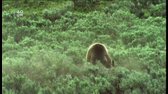 Medvedi-zivot -V-risi-medvedu-a-vlku-(Yellowstone-Battleground)-2009 avi