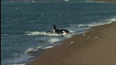 Kosatka   Největší zabiják oceánů (2010) cz avi