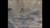 STV2 Kráľovstvo surikát: príbeh začína 2015 12 31 10 00 mkv