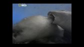 Nejnebezpečnější žraloci světa   dokument (NG 2011) cz avi
