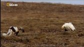 Ruská divočina  Arktida   National Geographic Wild Russia  Arctic E03S01 TV seriál 2009, CZ mkv
