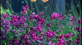 flowers, Blumen,花,цветы,زهرة (نبات),Άνθος,Flor,Fleur,꽃,पुष्प,Kukka,Blomma,ดอก,花,Kwiat mp4