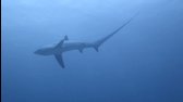Thresher shark   Whitetip shark mp4