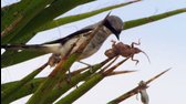 Planet Earth II  Planeta Země 2  04 mp4