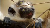 Planet Earth II  Planeta Země 2  01 mp4