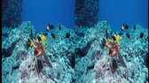 IMAX Deep Sea 3D 1080p Half SBS AC3 mkv