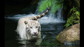 white tiger beautiful wide jpg
