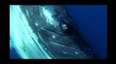 Velké podmořské dobrodružství 3D CZ dabing   Dokumentární, Velká Británie, 2009 (nejlepsi filmy mypage cz) avi