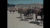 Afghanistán chce mír (1958) mp4