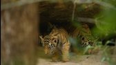 Zvireci dynastie Dynasties E05 Tygr (2018) 1080p CZ Vykonavatel mkv