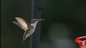 Super Slow Motion Hummingbird HD Flight Video Hovering at Bird Feeder Slow Mo Wing Speed Video View-316AJOBQhew mp4