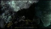 Age of Consent    Helen Mirren 1969 480p avi