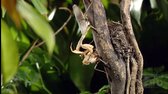 Praying Mantis avi