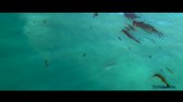 Dead Whale Attracts Largest Great White I've Filmed in California  Plus Hundreds of Leopard Sharks!-trffTO2w 24 webm