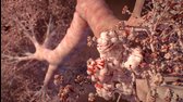 Člověk   Svět uvnitř [NFX] (2021) S01E02   Pulz mp4