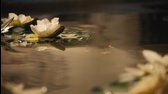 Bily lotos White Lotus S02E01 HD 5 1 CZ dabing mkv
