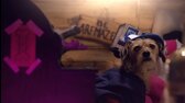 Gravity Paws   Gravity Paws Theme Song mkv