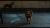 Vocasy na tripu Strays 2023 1080p WEBRip x264 AC3 5 1 CZ dab mkv