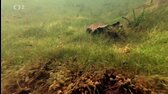 Pantanal   brazilský přírodní zázrak   iVysílání [61924494878195720] x265 mkv