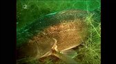 rieka Orava (Ľudovít Hanák, 2008) mp4