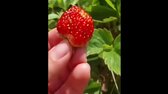Instant Regret Compilation (Episode 171)   Fails Compilation 2 (3) mp4