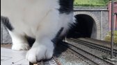 Paw Don Me Cat Squeezes Out of Model Train Tunnel mp4