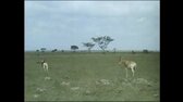 FZ 36 1988 Třikrát o zvířatech - Safari - park nedaleko Nairobi  Ježčí útulek Růženy Studené mp4