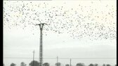 V zajetí železné opony  Do ilegality! [dok  ČR 2008] JackRIPper mp4