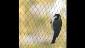 anti bird net 10 foot x 25 foot with strong nylon strings white original imaevrgxzb9szvsn jpeg