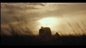 1883   1   Sam Elliott, Tim McGraw 2021 Cz Dab   mkv