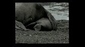 20200425 115538 ; magicky svet oceanov, cesty feodora pitcairna   schodzka morskych obrov [sk] [av studio 1999] mkv