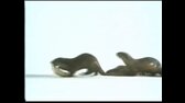 National Geographic Really Wild Animals Hot Dogs and Cool Cats (1993) VHSRip (Hungarian) mkv