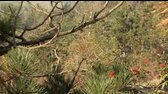 kus dreva ze stromu 01 Uvod wmv