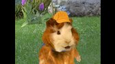 The Wonder Pets S01E08 Save the Swan! Save the Puppy! mp4
