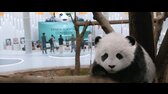 Panda Plan 2024 1080p English WEB DL x265 DDP KiNGDOM mkv