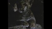 20190408 182730 ; kraska a netvor, pribeh o levhartovi [cz] [1996] [v bnn studio, nova 1997]  mkv