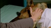Komisár Rex s09e01 Atentát na Rexa FHD SK dab(2003) mkv
